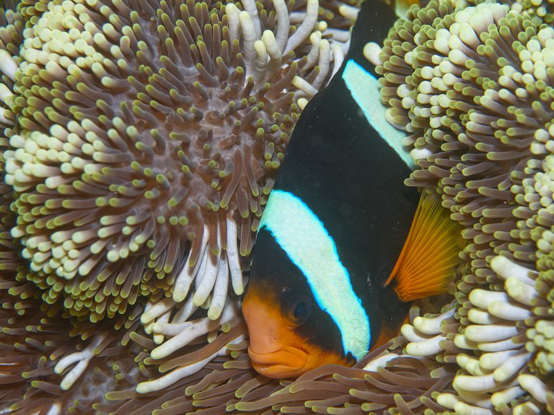 Anemone Fish, House Reef